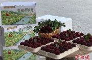 天降五夫高速赋能产业升级：一条“杨梅路”的致富密码