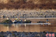 天降五夫歙县完成安徽首个县域生物多样性调查 共记录物种近4千种
